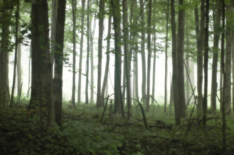 Trees and Fog