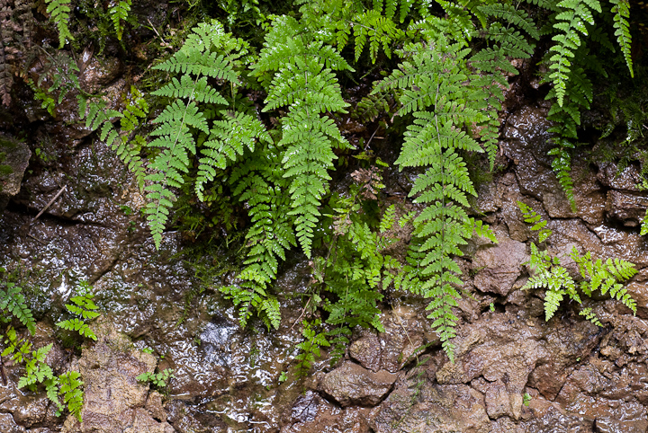 Shades Ferns #1