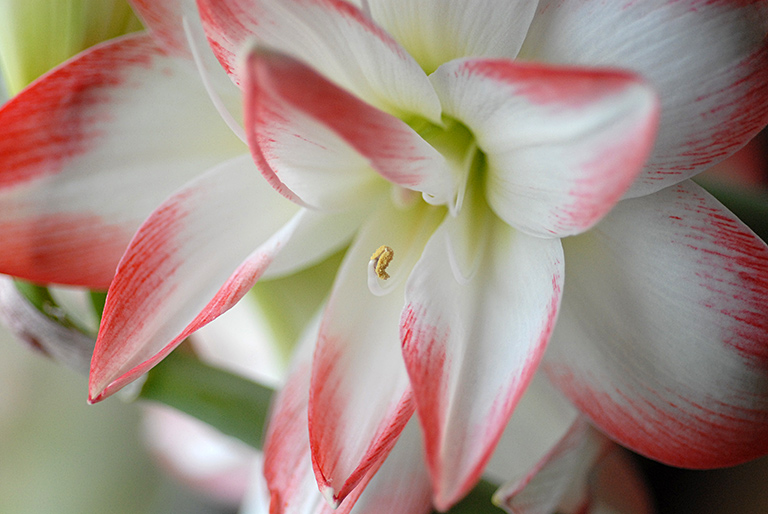 Amaryllis