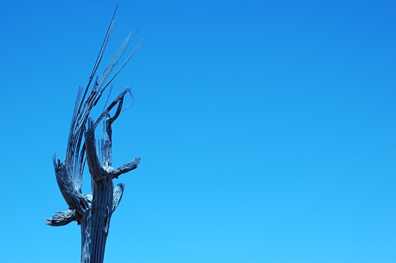 Dead Saguaro