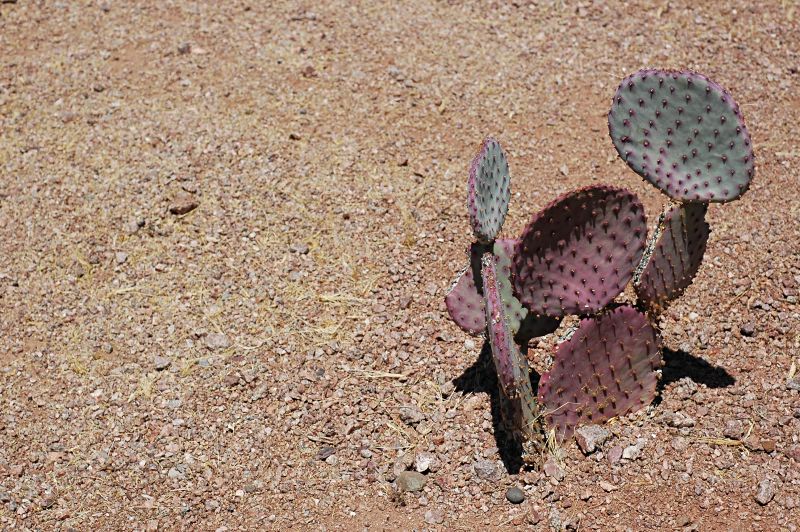 Cactus as Abstract