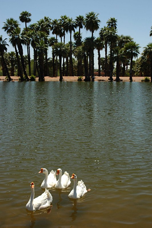 Geese