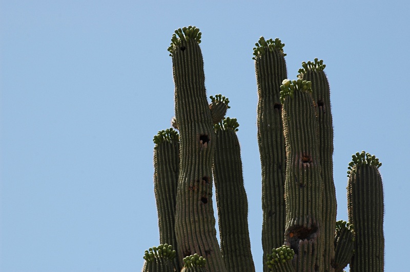 More Cactus