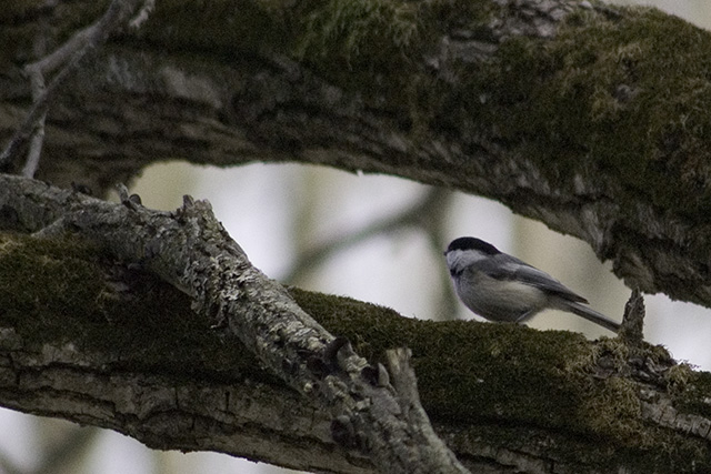 Chickadee