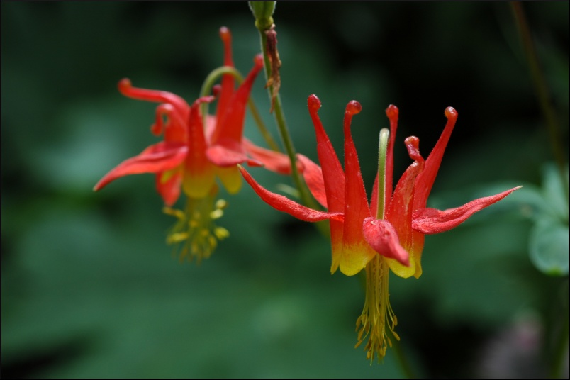 Signal Mountain Columbine