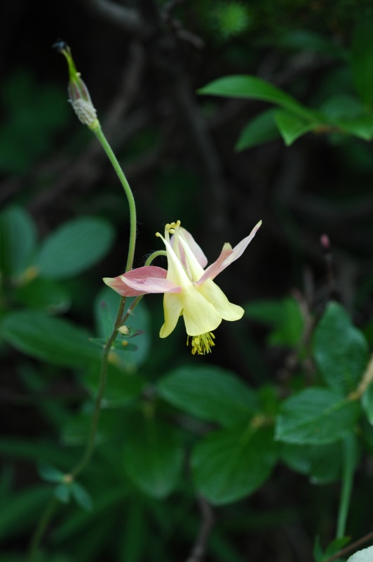 Banff Columbine