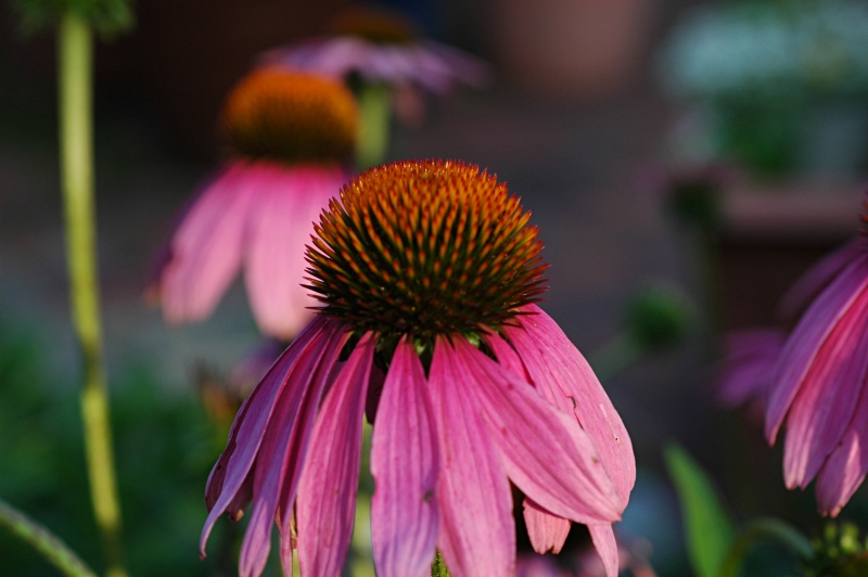 Cone Flower