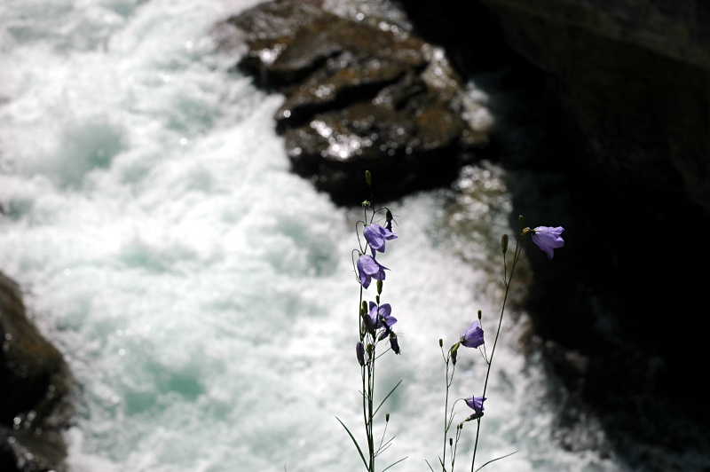 Maligne flowers