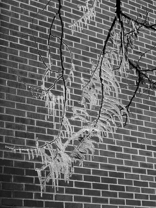 Icy Branch
