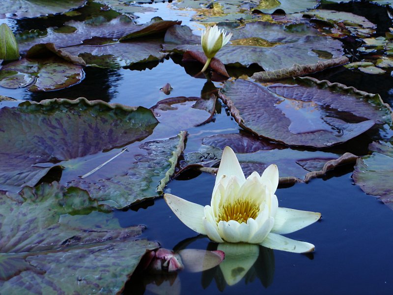 Lily Pads Blue
