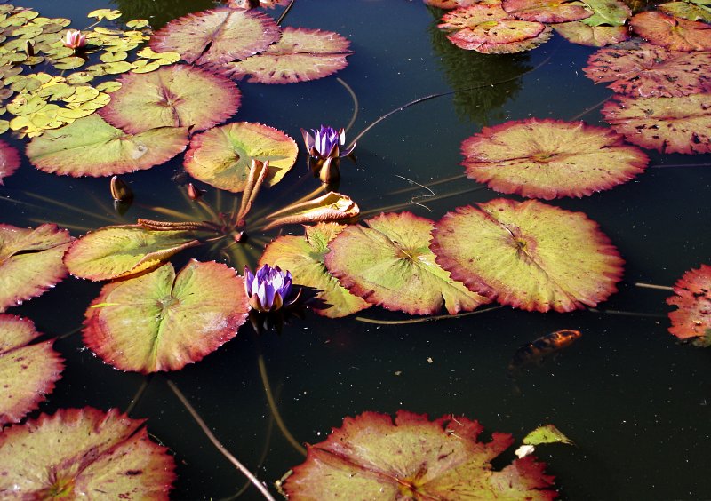 Lily Pads Red