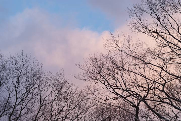 Branches