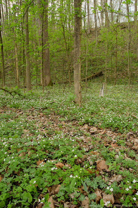 Country Spring